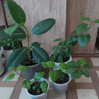 گل ختمی و فیکوس
