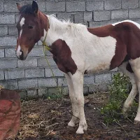 فروش  کره مادیان ابلغ