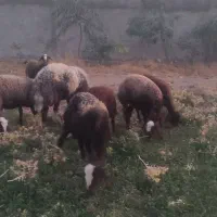 فروختن گوسفند|حیوانات مزرعه|رومشکان, |دیوار