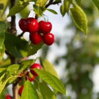 باغ زیبا میوه و سیفی جات کیاسر