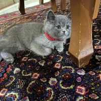 گربه بریتیش