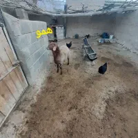 بره های ژن دار(همو وهترو)