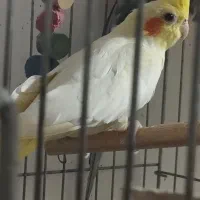 عروس هلندی ماده آماده|پرنده|ابهر, |دیوار