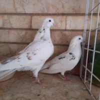 نر و ماده تهرانی|پرنده|شیراز, آزادگان|دیوار