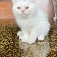بچه گربه بریتیش سفید ۲ماهه واگذاری