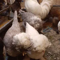 تخم مرغ سلطان نطفه دار (خروس مرغ گیر جوان)|حیوانات مزرعه|قم, کاسه گران|دیوار