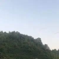 زمین باغ کیوی