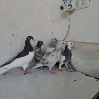 کفتر دم سفید و طوق سبز و چپ قهوه ای همگی جوجه