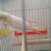 یک عدد عروس هلندی لوتینو|پرنده|فردوس (خراسان), |دیوار