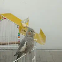 عروس هلندی نر و ماده