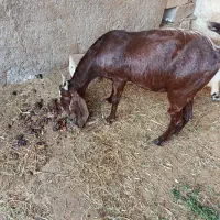 دوعددبز دو وسه قلوزا|حیوانات مزرعه|جم, |دیوار