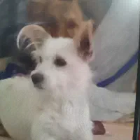 سگ پاکوتاه اشپیتز