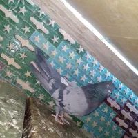 سبز ملقی ماده.|پرنده|بم, |دیوار