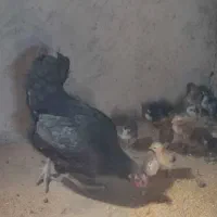 مرغ جوجه دار