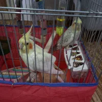 عروس هلندی|پرنده|سنندج, |دیوار