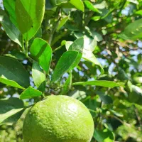 فروش ۵ تن نارنگی و پرتقال