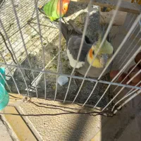 عروس هلندی و کوتوله سخنگو