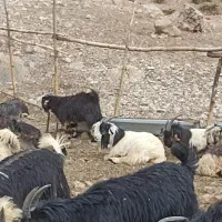 بزغاله نر داشتی
