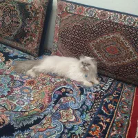 گربه پرشین