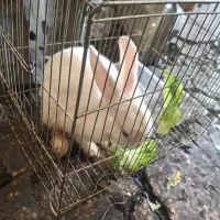 واگذاری خرگوش