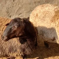 میش همو و هترو و بره ماده هترو و بره همو نر|حیوانات مزرعه|میان جلگه, |دیوار