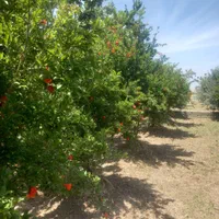 باغ ۱۰۰۰ متری سند ششدانگ تک برگ