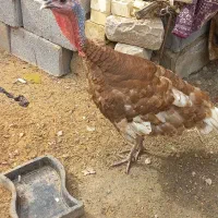 یک عدد  بقلمون نر قیمت  ۳ ملیون  قیمت  خروس  ومرغ