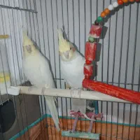 دو جفت عروس هلندی