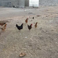 مرغ تخم گذار