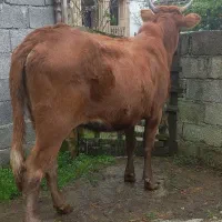 لیشه ۷ماه آبستن ( گاو گوساله تلیسه ورزا کوله )|حیوانات مزرعه|تالش, هشتپر|دیوار