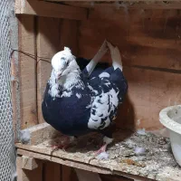 کبوتر|پرنده|شوط, |دیوار