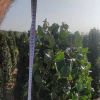 گل . یاس هلندی قیچی خورده زمینی|گل و گیاه طبیعی|شیرود, |دیوار