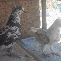یه جفت کفتر چینی روزگاری