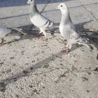 تعدای نر کرمانی