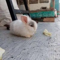 خرگوش مینی لوپ هلندی