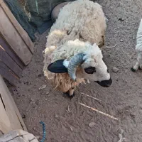 گوسفند بره نر وماده