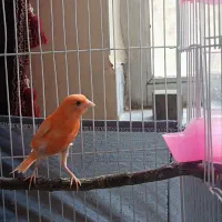 قناری و گرینجیک