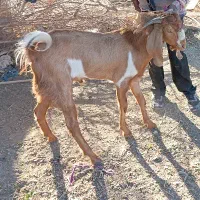 قیمت توافقی|حیوانات مزرعه|بلوک, |دیوار