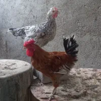 خروس گلین|حیوانات مزرعه|هندیجان, |دیوار