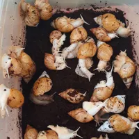 حلزون اچاتینا