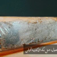 عسل شان مومدار بهاره ۱۴۰۴ سراب|خوردنی و آشامیدنی|تهران, مرزداران|دیوار