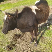 گاو‌ جوان عروسک