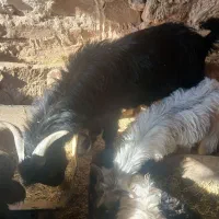 سه راس کهره نر|حیوانات مزرعه|دهدشت, |دیوار