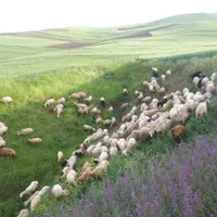 استخدام کارگر چوپان گوسفند