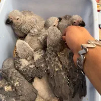 کاسکو شاه طوطی ملنگو گرینچک