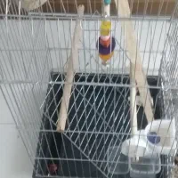 قفس ۱۰۳۵ با تمامی وسایل نوعه نو