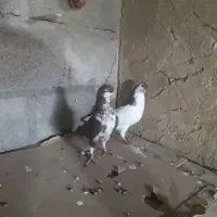کبوتر