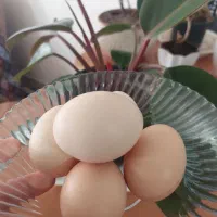 تخم مرغ بومی