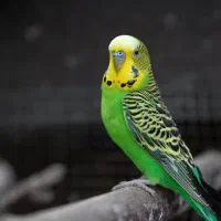 مرغ عشق