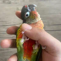 جوجه گیرینچیک گمشده